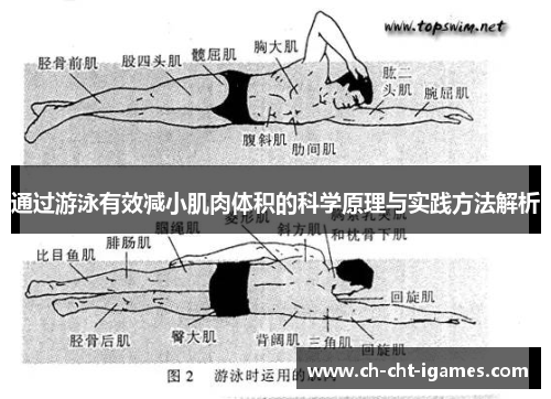 通过游泳有效减小肌肉体积的科学原理与实践方法解析